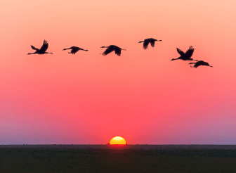 Birds Flying Over Body Of Water During Golden Hour